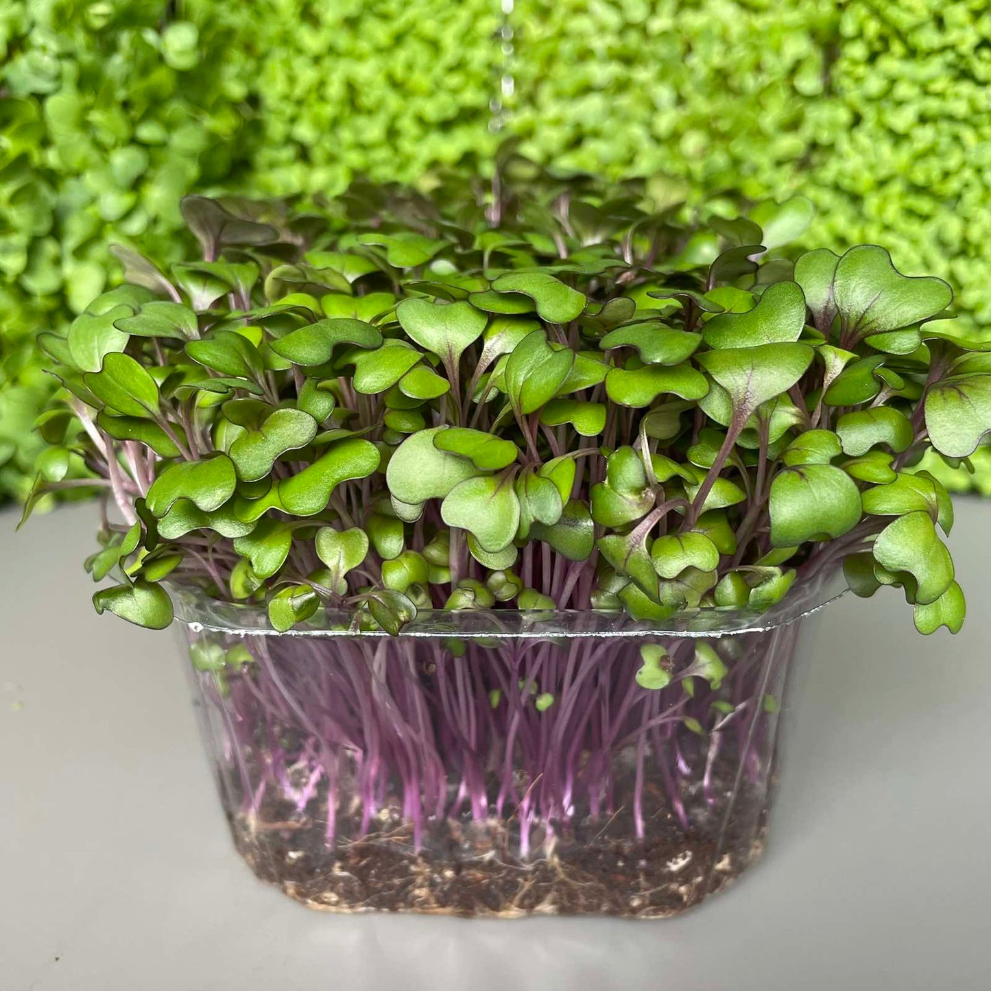 Λάχανο μωβ, cabbage microgreen
