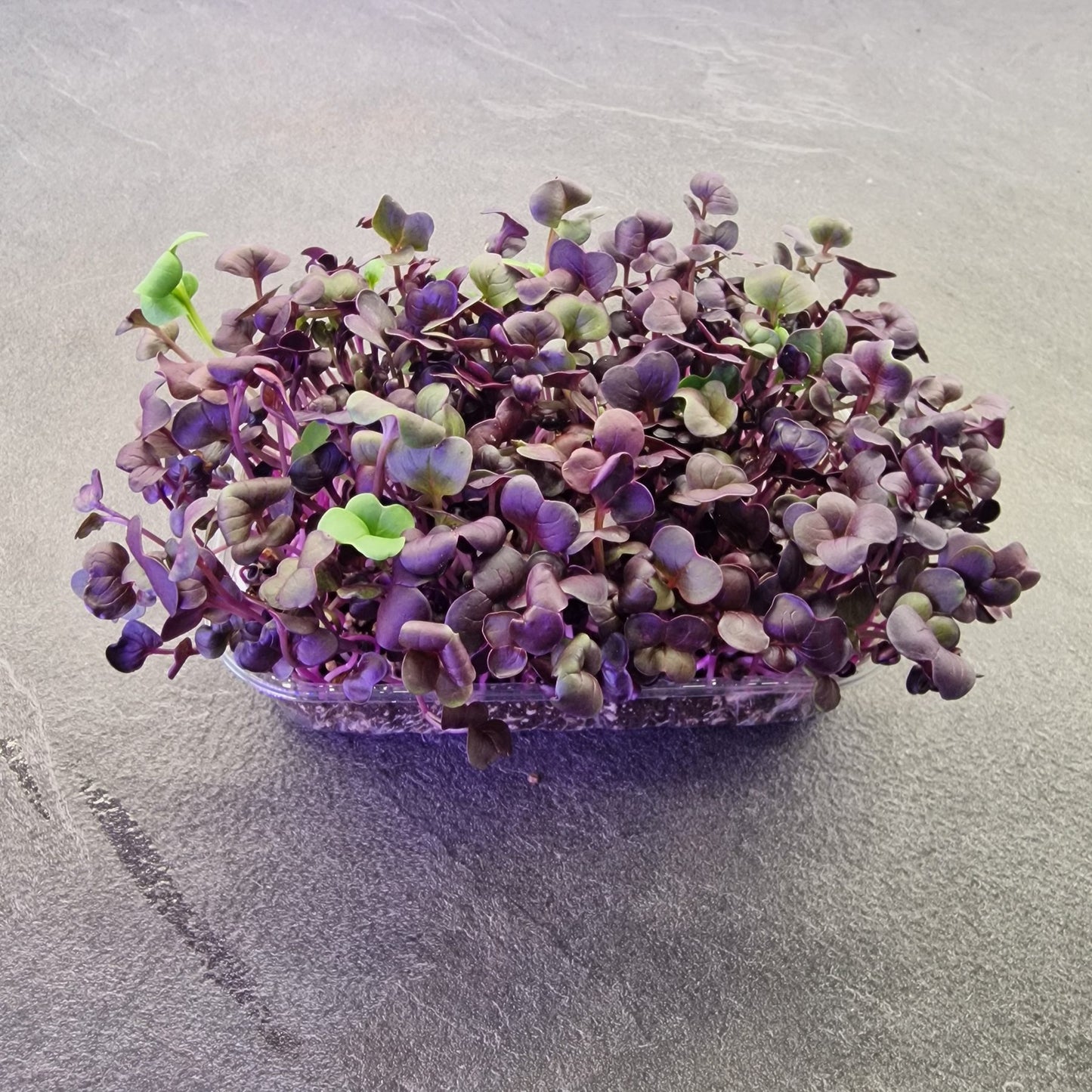 Ραπανάκι, radish, red rambo microgreen