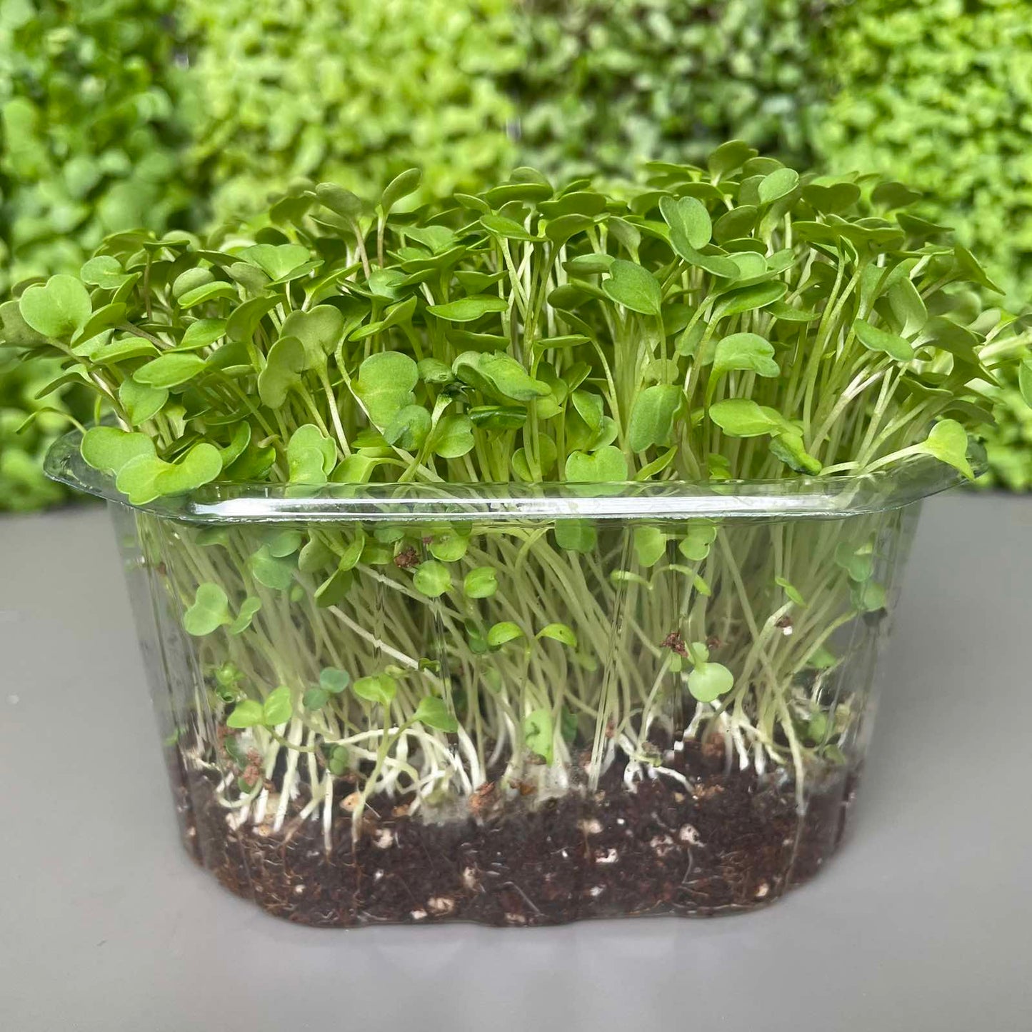 Ρόκα, rocket microgreen