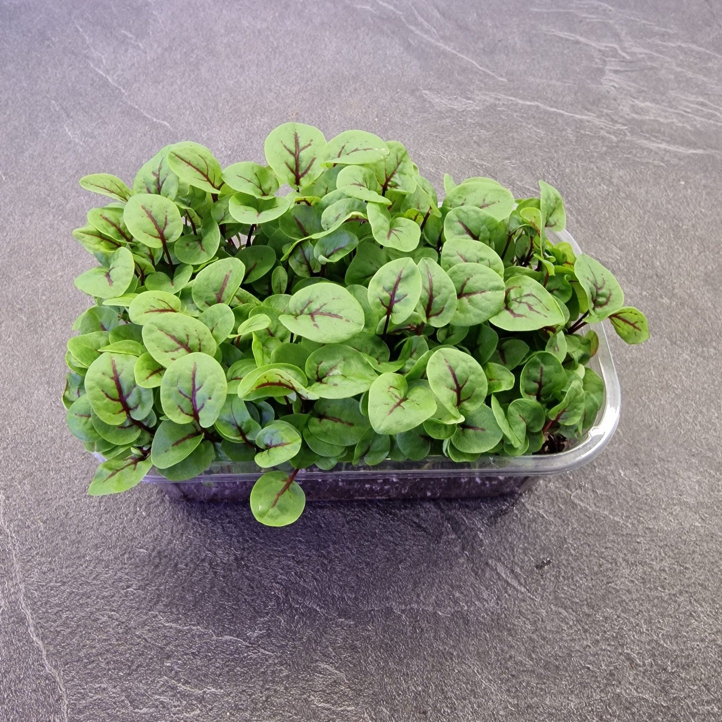 Οξαλίδα, sorrel, red veined microgreen