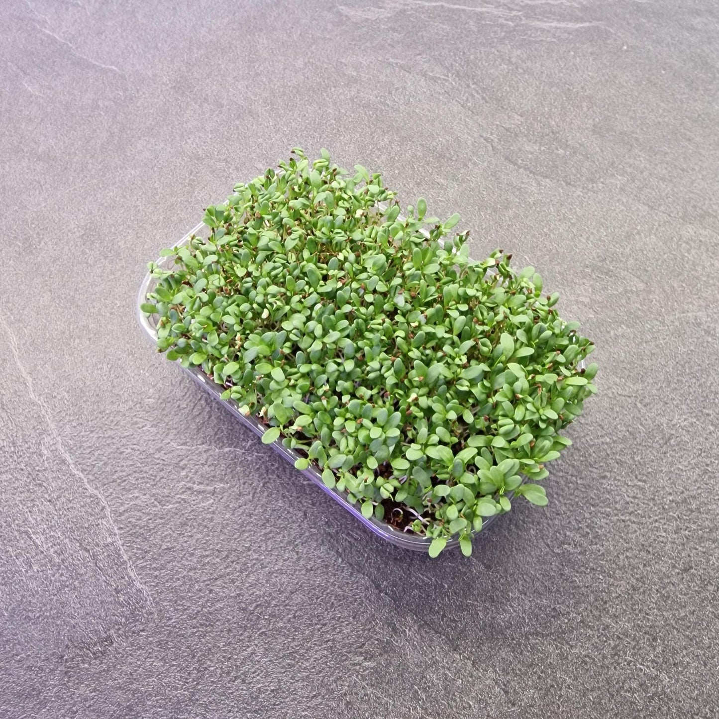 Μηδική, Alfalfa