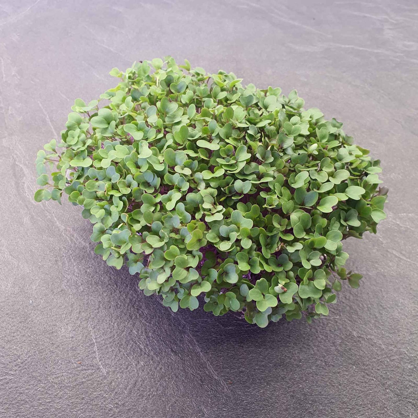 kohlrabi,red microgreen