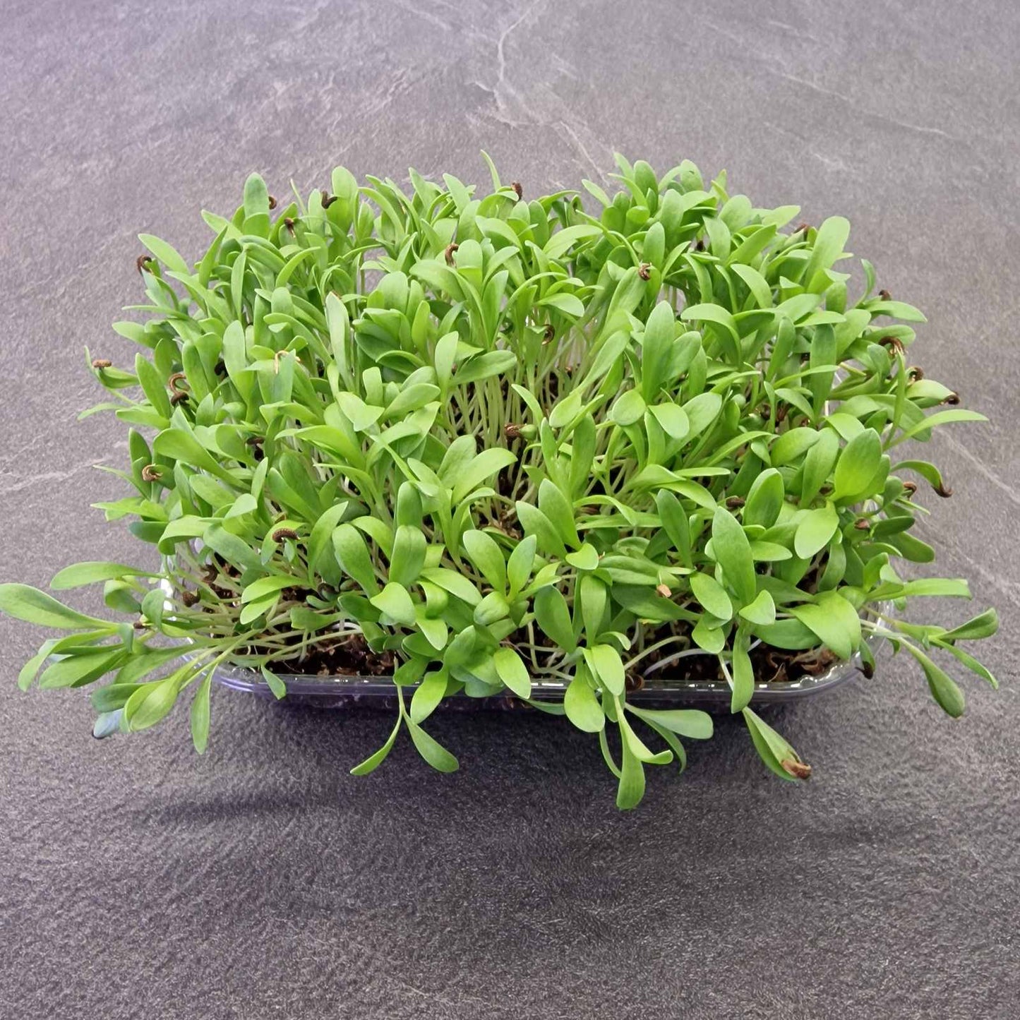 Καλέντουλα marigold beauty