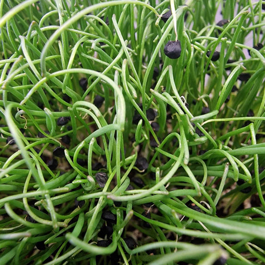 Κρεμμύδι onion microgreen
