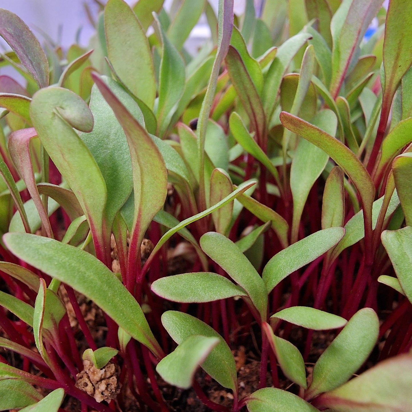 Παντζάρι, Βeets