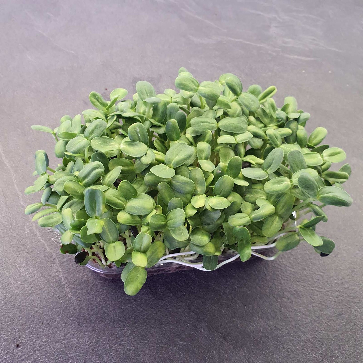 ΗΛΙΑΝΘΟΣ, SUNFLOWER, BIG microgreen