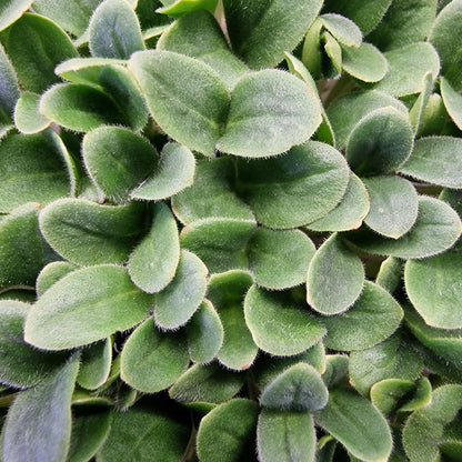 Borage, violet microgreen