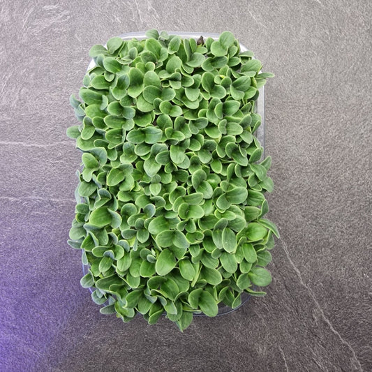 Borage, violet microgreen