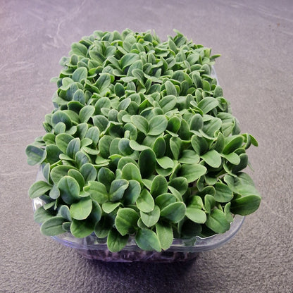 Borage, violet microgreen