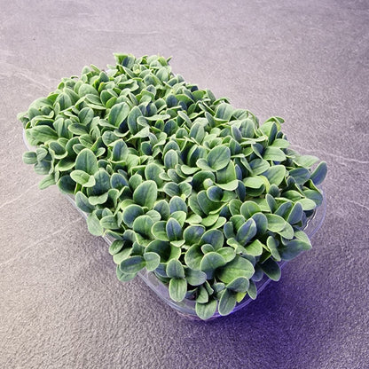 Borage, violet microgreen