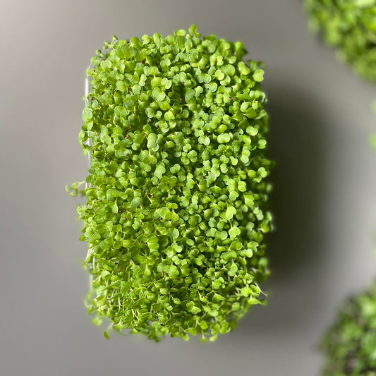 Μπρόκολο, broccoli microgreen