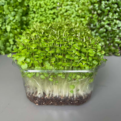 Μπρόκολο, broccoli microgreen