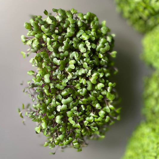 Λάχανο μωβ, cabbage microgreen