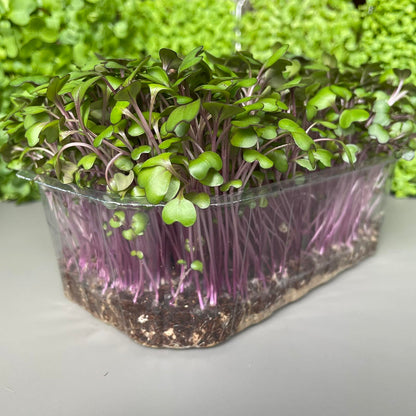 Λάχανο μωβ, cabbage microgreen