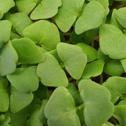 Chia microgreen