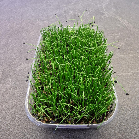 Σκόρδο garlic microgreen