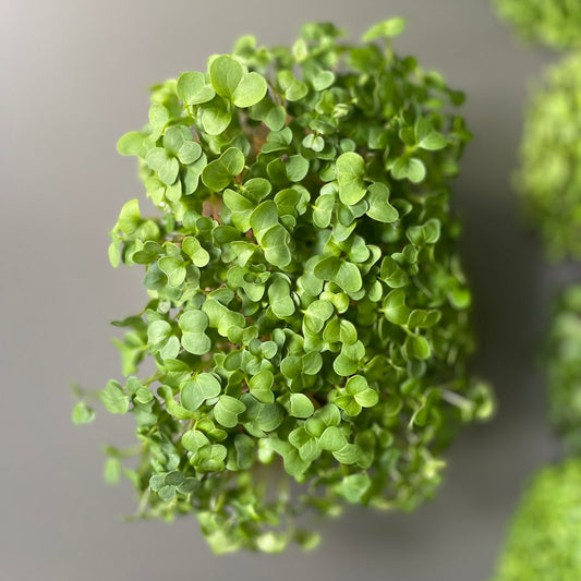 Πράσινο ραπανάκι, green radish microgreen