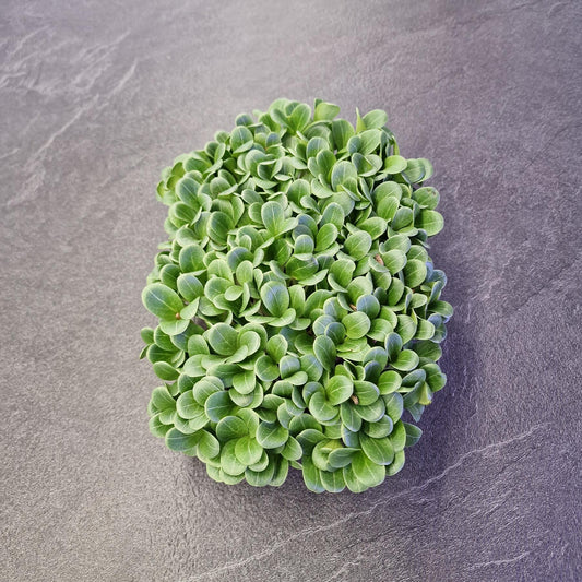 Γαϊδουράγκαθο, milk thistle microgreen