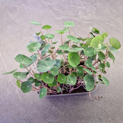 Nasturtium, empress of india microgreen