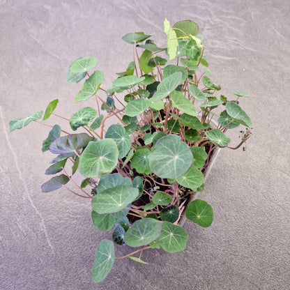 Nasturtium, empress of india microgreen