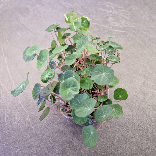 Nasturtium, empress of india microgreen