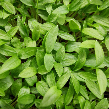 Μαϊντανός, Parsley