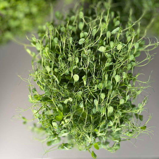 Μπιζέλι, pea microgreen