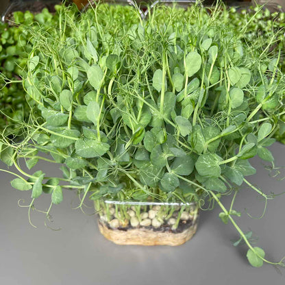 Μπιζέλι, pea microgreen