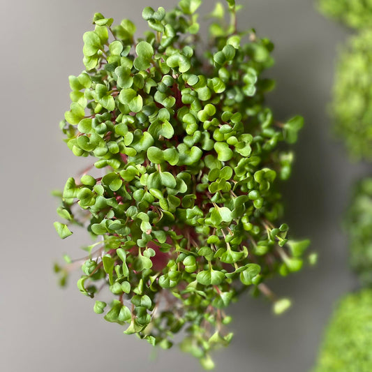 Ραπανάκι, radish, red coral microgreen