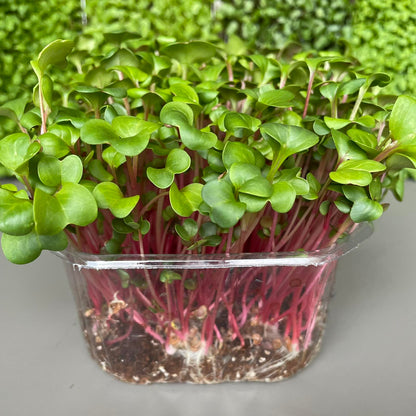 Ραπανάκι, radish, red coral microgreen
