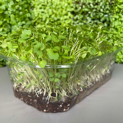 Ρόκα. rocket microgreen