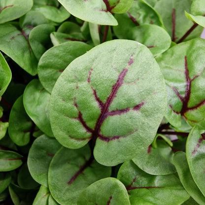 Οξαλίδα, sorrel, red veined microgreen