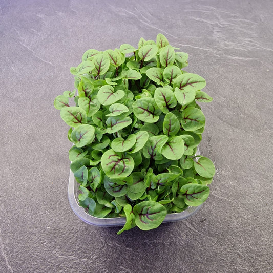 Οξαλίδα, sorrel, red veined microgreen