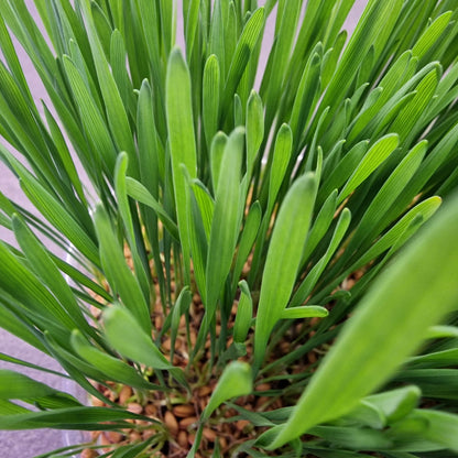 Σιταρόχορτο, Wheatgrass