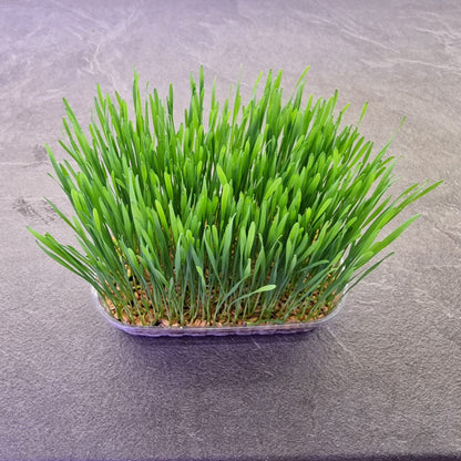Σιταρόχορτο, Wheatgrass