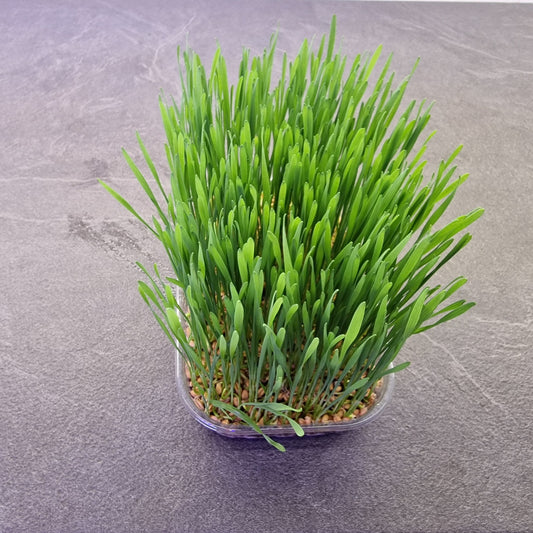 ΣΙΤΑΡΟΧΟΡΤΟ, WHEATGRASS