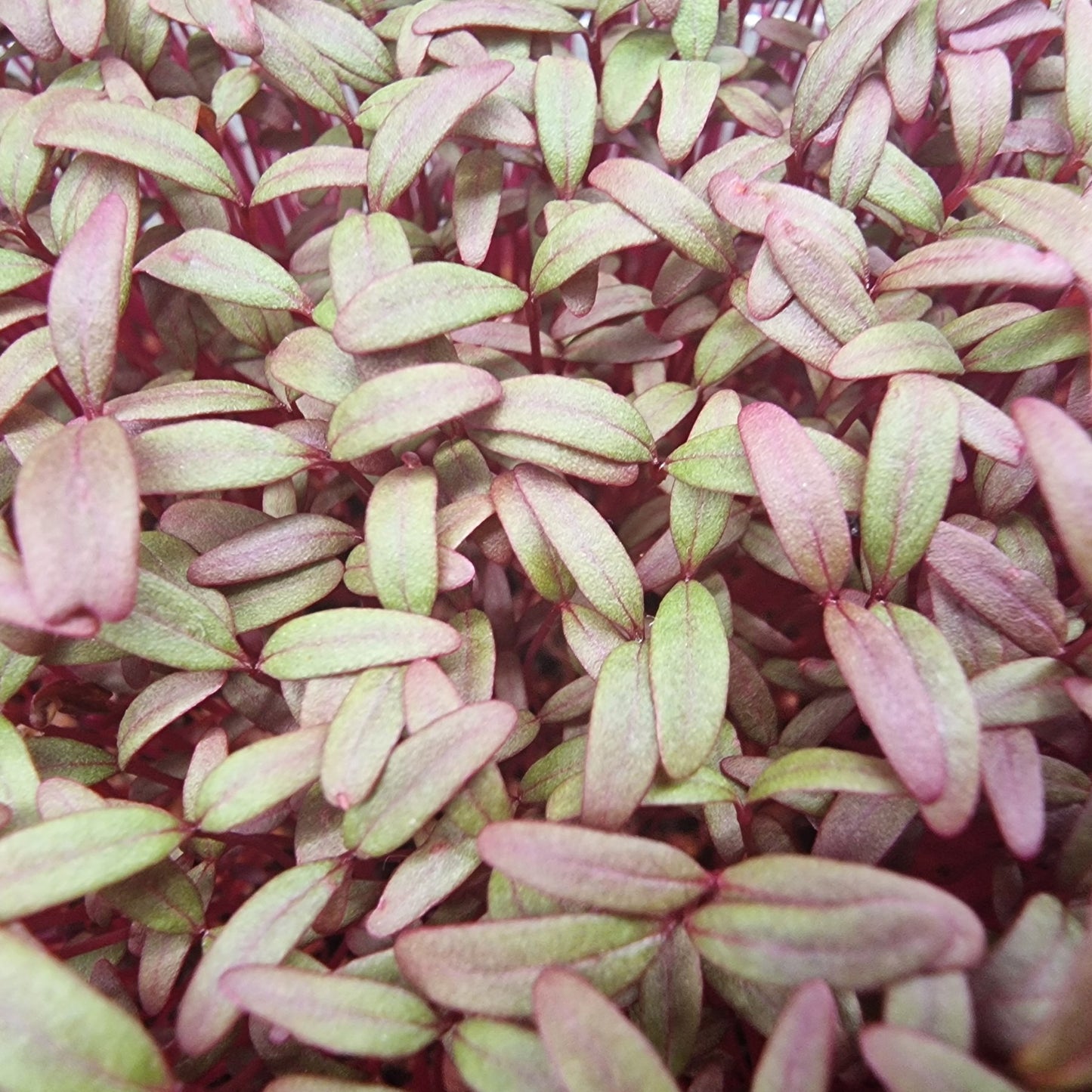 Αμάρανθος, Amaranth