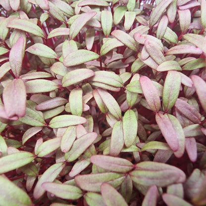 Αμάρανθος, Amaranth