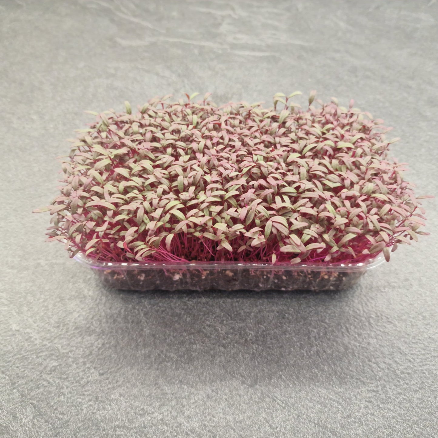 Αμάρανθος, Amaranth