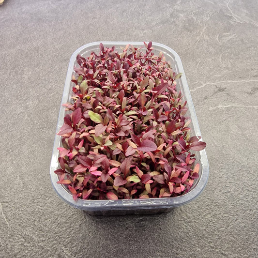 Αμάρανθος amaranth microgreen