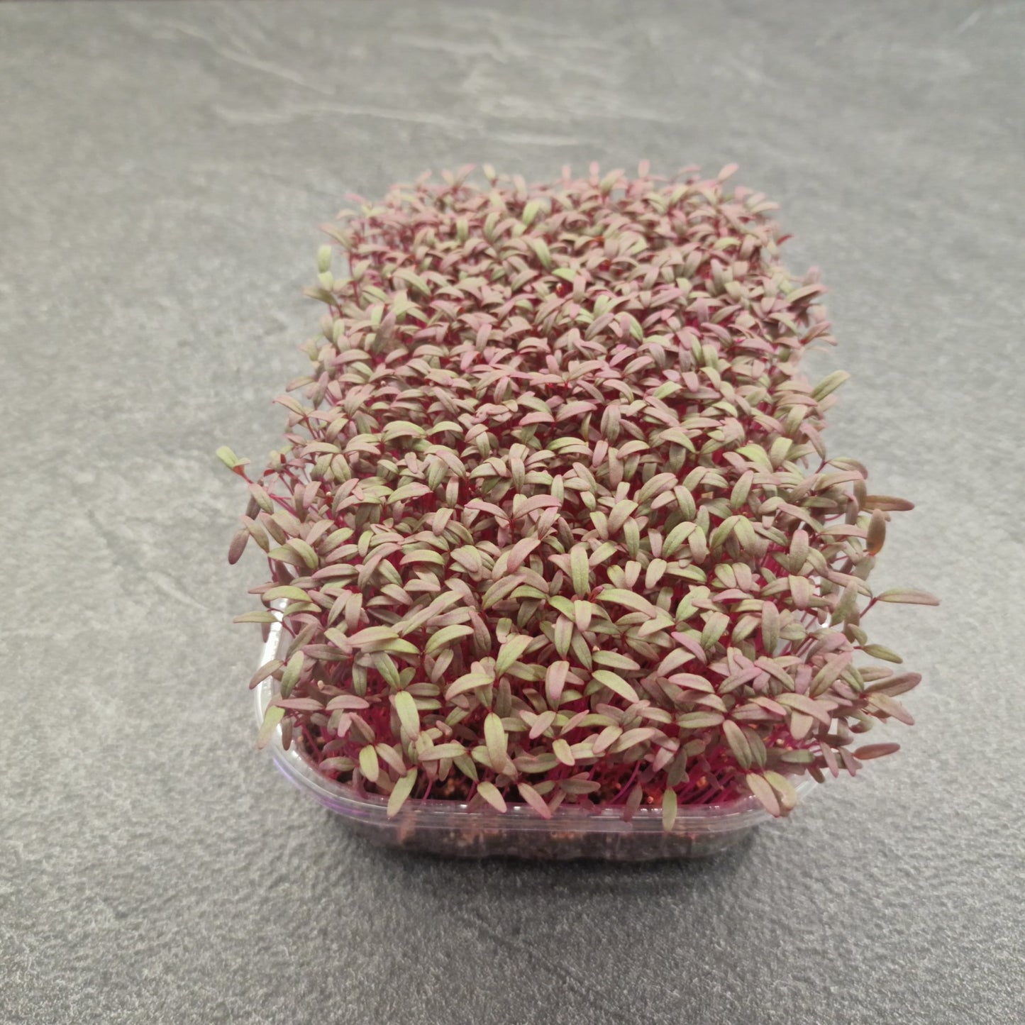 Αμάρανθος, Amaranth