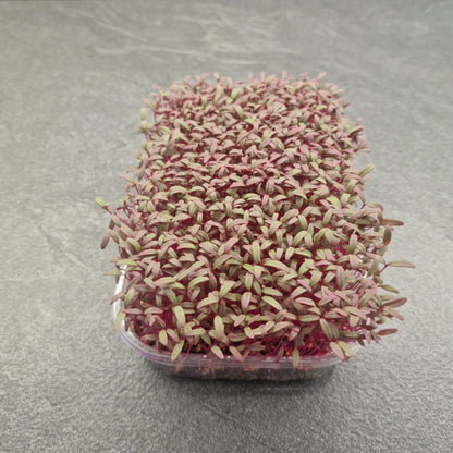 Αμάρανθος, Amaranth