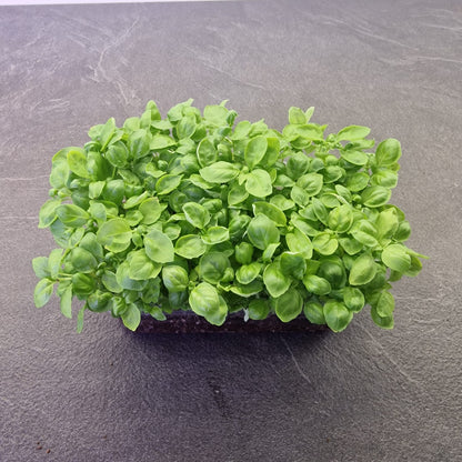Βασιλικός basil microgreen