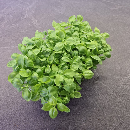 Βασιλικός basil microgreen