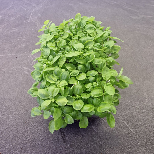 Βασιλικός basil microgreen