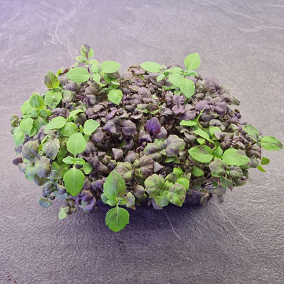 Μωβ Βασιλικός Basil purple