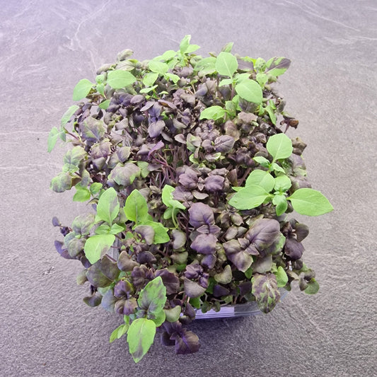 Μωβ Βασιλικός Basil purple microgreen