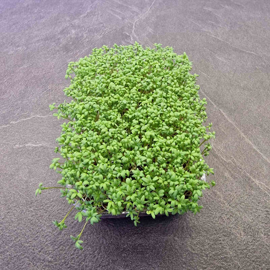 Κάρδαμο cardamom microgreen