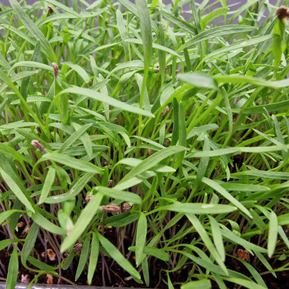 Καρότο, Carrot