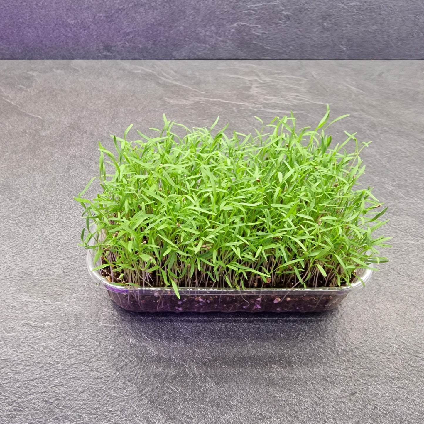 Καρότο, Carrot